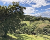 Spain ~ George Scott Rides