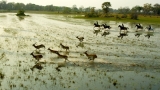 Botswana ~ Okavango Horse Safaris