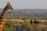 Botswana ~ Limpopo Valley